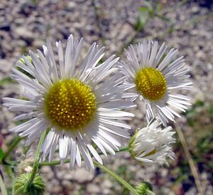 Erigeron annuus (Asteraceae)  - Érigéron annuel, Vergerette annuelle, Sténactide annuelle - Tall Fleabane Ain [France] 29/07/2003 - 550m