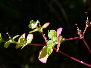 Euphorbia stricta (Euphorbiaceae)  - Euphorbe raide - Balkan Spurge Jura [France] 29/07/2003 - 1030m