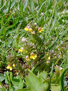 Euphrasia minima (Orobanchaceae)  - Euphraise minime, Petite euphraise Savoie [France] 25/07/2003 - 1940m