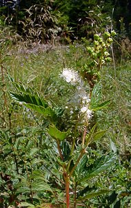 Filipendula ulmaria (Rosaceae)  - Reine-des-prés, Spirée Ulmaire, Filipendule ulmaire - Meadowsweet Jura [France] 29/07/2003 - 1030m