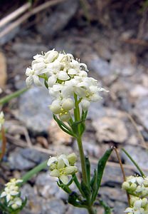 Galium lucidum (Rubiaceae)  - Gaillet luisant, Gaillet à feuilles luisantes Savoie [France] 26/07/2003 - 2750m