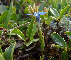 Gentiana nivalis (Gentianaceae)  - Gentiane des neiges - Alpine Gentian Savoie [France] 26/07/2003 - 2750m