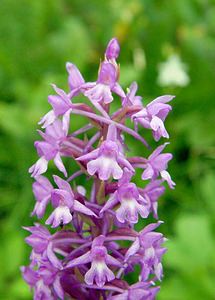 Gymnadenia conopsea (Orchidaceae)  - Gymnadénie moucheron, Orchis moucheron, Orchis moustique - Fragrant Orchid Ardennes [France] 05/07/2003 - 270m