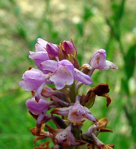 Gymnadenia odoratissima (Orchidaceae)  - Gymnadénie très odorante, Orchis très odorant, Gymnadénie odorante, Orchis odorant Ardennes [France] 05/07/2003 - 270m