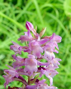 Gymnadenia x intermedia (Orchidaceae)  - Gymnadénie intermédiaireGymnadenia conopsea x Gymnadenia odoratissima. Ardennes [France] 05/07/2003 - 270m