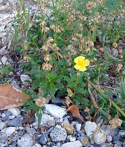 Helianthemum nummularium (Cistaceae)  - Hélianthème nummulaire, Hélianthème jaune, Hélianthème commun - Common Rock-rose Ain [France] 29/07/2003 - 550m