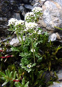 Hornungia alpina (Brassicaceae)  - Hornungie des Alpes, Hutchinsie des Alpes, Passerage des Alpes, Pritzélago des Alpes Savoie [France] 26/07/2003 - 2750m