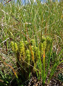 Huperzia selago (Lycopodiaceae)  - Huperzie sélagine, Lycopode sélagine, Lycopode dressé - Fir Clubmoss Savoie [France] 25/07/2003 - 1940m