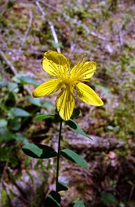 Hypericum perforatum (Hypericaceae)  - Millepertuis perforé, Herbe de la Saint-Jean - Perforate St John's-wort Jura [France] 29/07/2003 - 1030m