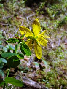 Hypericum perforatum (Hypericaceae)  - Millepertuis perforé, Herbe de la Saint-Jean - Perforate St John's-wort Jura [France] 29/07/2003 - 1030m