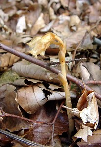Hypopitys monotropa (Ericaceae)  - Monotrope sucepin, Sucepin, Hypopitys monotrope - Yellow Bird's-nest Ardennes [France] 05/07/2003 - 270m