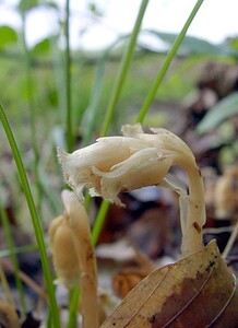 Hypopitys monotropa (Ericaceae)  - Monotrope sucepin, Sucepin, Hypopitys monotrope - Yellow Bird's-nest Ardennes [France] 05/07/2003 - 270m