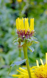 Inula salicina (Asteraceae)  - Inule saulière, Inule à feuilles de saule - Irish Fleabane Ardennes [France] 05/07/2003 - 270m