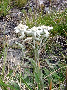 Leontopodium nivale (Asteraceae)  - Édelweiss des neiges - Edelweiss Savoie [France] 26/07/2003 - 2750m