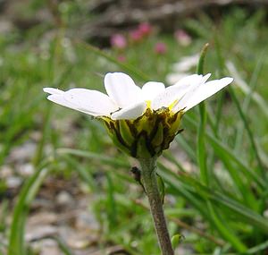 Leucanthemopsis alpina (Asteraceae)  - Marguerite des Alpes, Leucanthémopsis des Alpes, Fausse marguerite des Alpes Savoie [France] 26/07/2003 - 2750m