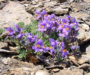 Linaria alpina (Plantaginaceae)  - Linaire des Alpes Savoie [France] 27/07/2003 - 2750m