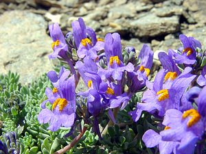 Linaria alpina (Plantaginaceae)  - Linaire des Alpes Savoie [France] 27/07/2003 - 2750m