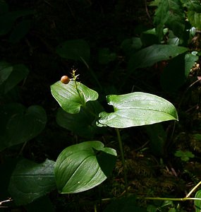 Maianthemum bifolium (Asparagaceae)  - Maïanthème à deux feuilles, Petit muguet à deux fleurs, Petit muguet - May Lily Jura [France] 29/07/2003 - 1030m