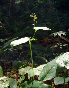 Maianthemum bifolium (Asparagaceae)  - Maïanthème à deux feuilles, Petit muguet à deux fleurs, Petit muguet - May Lily Jura [France] 29/07/2003 - 1030m