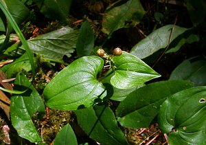 Maianthemum bifolium (Asparagaceae)  - Maïanthème à deux feuilles, Petit muguet à deux fleurs, Petit muguet - May Lily Jura [France] 29/07/2003 - 1030m