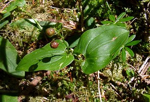 Maianthemum bifolium (Asparagaceae)  - Maïanthème à deux feuilles, Petit muguet à deux fleurs, Petit muguet - May Lily Jura [France] 29/07/2003 - 1030m