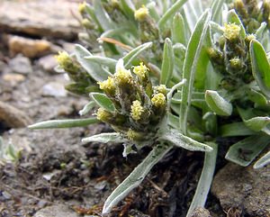 Omalotheca supina (Asteraceae)  - Gnaphale couché, Omalothèque couché - Dwarf Cudweed Savoie [France] 26/07/2003 - 2750m