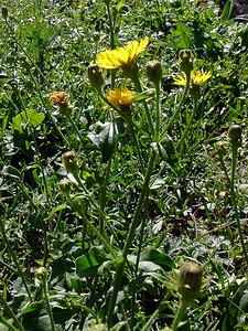 Picris hieracioides subsp. umbellata (Asteraceae)  - Picride de Villars, Picris de Villars, Picride en ombelle Ain [France] 29/07/2003 - 550m