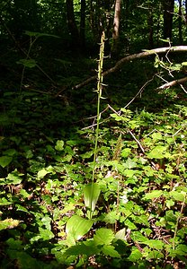 Platanthera bifolia (Orchidaceae)  - Platanthère à deux feuilles, Platanthère à fleurs blanches - Lesser Butterfly-orchid Ardennes [France] 05/07/2003 - 270m