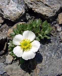 Ranunculus glacialis (Ranunculaceae)  - Renoncule des glaciers Savoie [France] 27/07/2003 - 2750m