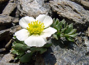Ranunculus glacialis (Ranunculaceae)  - Renoncule des glaciers Savoie [France] 27/07/2003 - 2750m