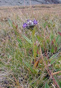 Saussurea alpina (Asteraceae)  - Saussurée des Alpes, Pompe des Alpes - Alpine Saw-wort Savoie [France] 26/07/2003 - 2750m