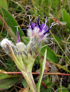 Saussurea alpina (Asteraceae)  - Saussurée des Alpes, Pompe des Alpes - Alpine Saw-wort Savoie [France] 26/07/2003 - 2750m