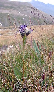 Saussurea alpina (Asteraceae)  - Saussurée des Alpes, Pompe des Alpes - Alpine Saw-wort Savoie [France] 26/07/2003 - 2750m