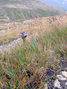 Saussurea alpina (Asteraceae)  - Saussurée des Alpes, Pompe des Alpes - Alpine Saw-wort Savoie [France] 26/07/2003 - 2750m