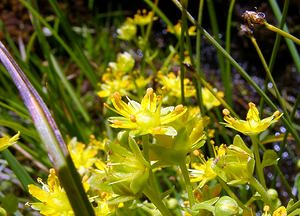 Saxifraga aizoides (Saxifragaceae)  - Saxifrage faux aizoon, Saxifrage cilié, Faux aizoon - Yellow Saxifrage Savoie [France] 25/07/2003 - 1940m