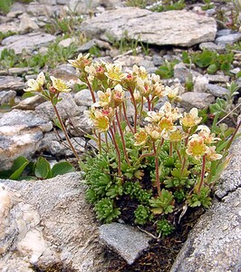 Saxifraga exarata (Saxifragaceae)  - Saxifrage sillonnée, Saxifrage faux orpin Savoie [France] 26/07/2003 - 2750m