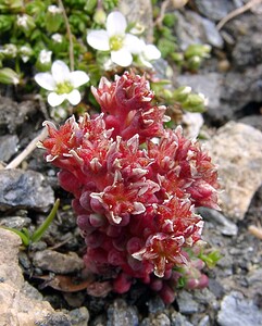 Sedum atratum subsp. atratum (Crassulaceae)  - Orpin noirâtre Savoie [France] 27/07/2003 - 2750m