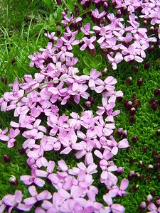 Silene acaulis subsp. acaulis (Caryophyllaceae)  - Silène acaule Savoie [France] 26/07/2003 - 2750m