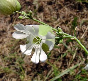 Silene vulgaris (Caryophyllaceae)  - Silène commun, Silène enflé, Tapotte - Bladder Campion Ain [France] 29/07/2003 - 550m