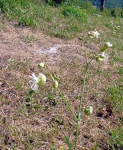 Silene vulgaris (Caryophyllaceae)  - Silène commun, Silène enflé, Tapotte - Bladder Campion Ain [France] 29/07/2003 - 550m