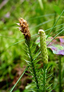 Spinulum annotinum (Lycopodiaceae)  - Spinulum interrompu, Lycopode interrompu, Lycopode à feuilles de genévrier, Lycopode à rameaux d'un an - Interrupted Clubmoss Haute-Savoie [France] 24/07/2003 - 1210m