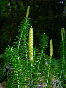 Spinulum annotinum (Lycopodiaceae)  - Spinulum interrompu, Lycopode interrompu, Lycopode à feuilles de genévrier, Lycopode à rameaux d'un an - Interrupted Clubmoss Haute-Savoie [France] 24/07/2003 - 1210m