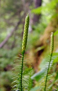 Spinulum annotinum (Lycopodiaceae)  - Spinulum interrompu, Lycopode interrompu, Lycopode à feuilles de genévrier, Lycopode à rameaux d'un an - Interrupted Clubmoss Haute-Savoie [France] 24/07/2003 - 1210m