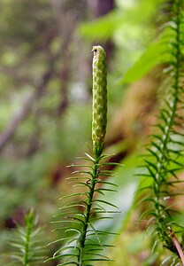 Spinulum annotinum (Lycopodiaceae)  - Spinulum interrompu, Lycopode interrompu, Lycopode à feuilles de genévrier, Lycopode à rameaux d'un an - Interrupted Clubmoss Haute-Savoie [France] 24/07/2003 - 1210m