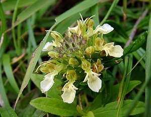 Teucrium montanum (Lamiaceae)  - Germandrée des montagnes Ardennes [France] 05/07/2003 - 270m