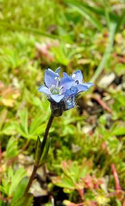 Veronica alpina (Plantaginaceae)  - Véronique des Alpes - Alpine Speedwell Savoie [France] 27/07/2003 - 2750m