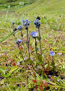 Veronica alpina (Plantaginaceae)  - Véronique des Alpes - Alpine Speedwell Savoie [France] 27/07/2003 - 2750m