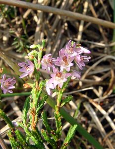 Calluna vulgaris (Ericaceae)  - Callune commune, Callune, Béruée, Bruyère commune - Heather Turnhout [Belgique] 10/08/2003 - 30m