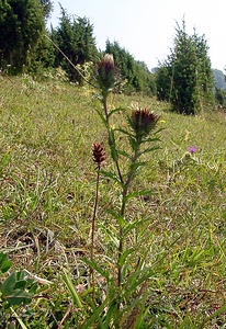 Carlina vulgaris (Asteraceae)  - Carline commune, Chardon doré - Carline Thistle Pas-de-Calais [France] 08/08/2003 - 80m