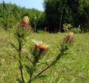 Carlina vulgaris (Asteraceae)  - Carline commune, Chardon doré - Carline Thistle Pas-de-Calais [France] 08/08/2003 - 80m